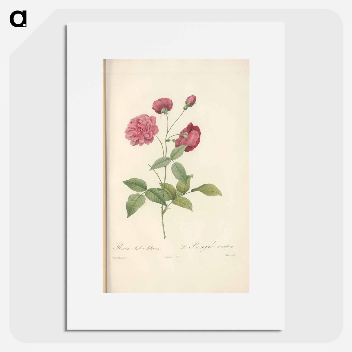 Rose illustration - Pierre Joseph Redouté Poster.