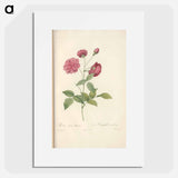 Rose illustration - Pierre Joseph Redouté Poster.