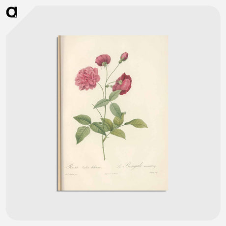 アートポストカード-Rose illustration - ピエール ジョゼフ ルドゥーテ Postcard.