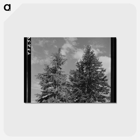 アートポストカード-Trees and Clouds
 - ラッセル リー Postcard.