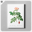 アートパネル-Rosa Villosa, Pomifera
 - クリーブランド美術館 Canvas.