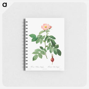 アートメモ帳-Rosa Villosa, Pomifera
 - クリーブランド美術館 Memo.