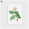 アートポストカード-Rosa Villosa, Pomifera
 - クリーブランド美術館 Postcard.