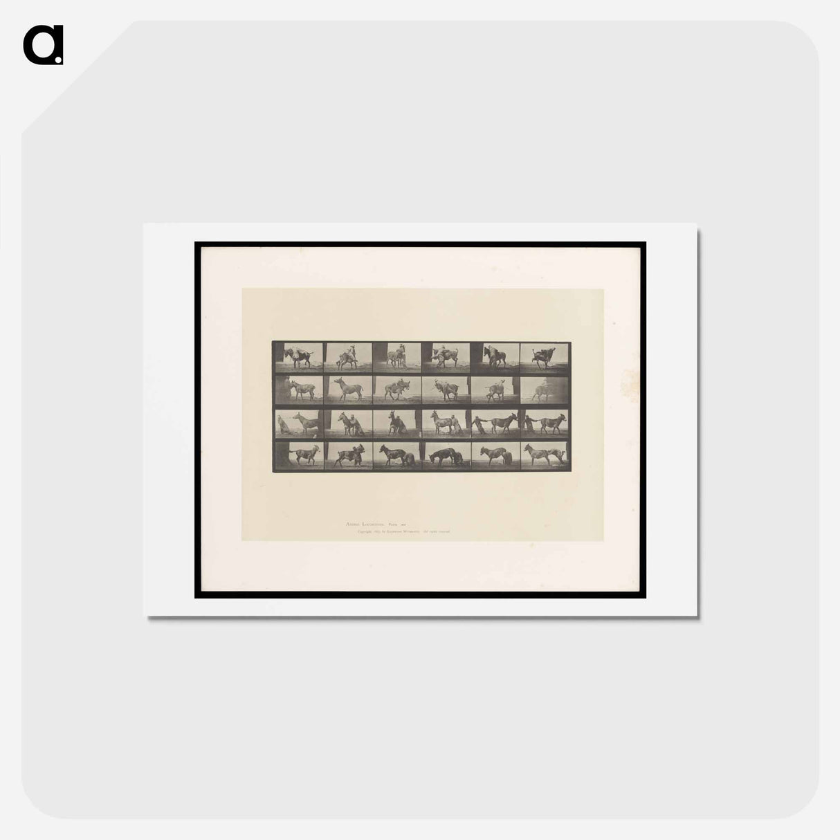 アートポストカード-Mule's Stubbornness
 - エドワード マイブリッジ Postcard.