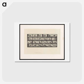 アートポストカード-Mule's Stubbornness
 - エドワード マイブリッジ Postcard.