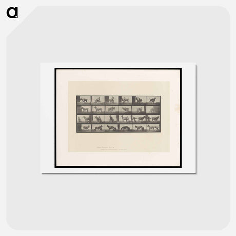 アートポストカード-Mule's Stubbornness
 - エドワード マイブリッジ Postcard.