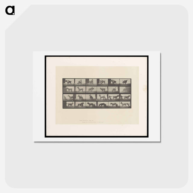 アートポストカード-Mule's Stubbornness
 - エドワード マイブリッジ Postcard.