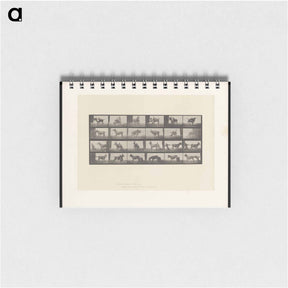 アートメモ帳-Mule's Stubbornness
 - エドワード マイブリッジ Memo.