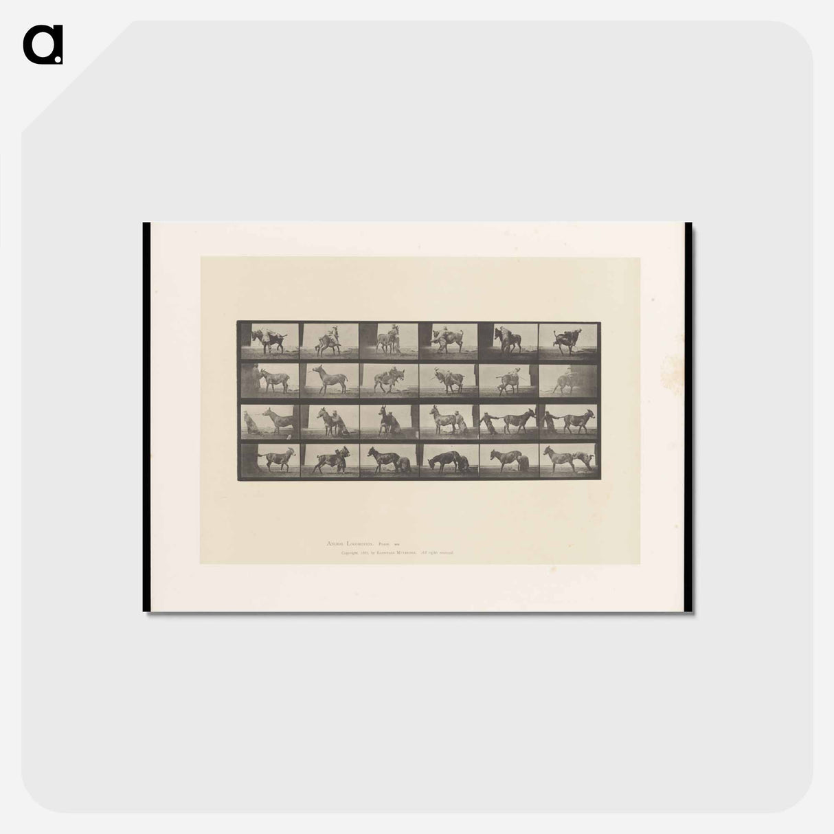 アートポストカード-Mule's Stubbornness
 - エドワード マイブリッジ Postcard.