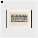 アートポストカード-Mule's Stubbornness
 - エドワード マイブリッジ Postcard.