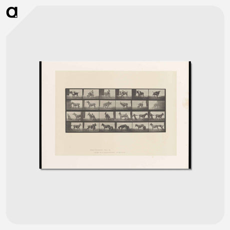 アートポストカード-Mule's Stubbornness
 - エドワード マイブリッジ Postcard.