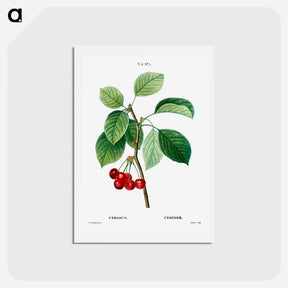 アートポストカード-Cherry (Cerasus) - ピエール ジョゼフ ルドゥーテ Postcard.