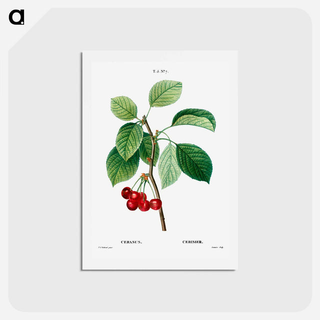 アートポストカード-Cherry (Cerasus) - ピエール ジョゼフ ルドゥーテ Postcard.