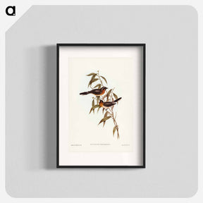 アートポスター-Black-fronted Flycatcher
 - ジョン グールド Poster.