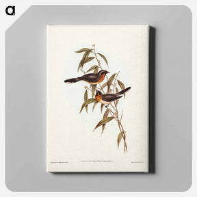 アートパネル-Black-fronted Flycatcher
 - ジョン グールド Canvas.