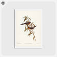 アートポストカード-Black-fronted Flycatcher
 - ジョン グールド Postcard.