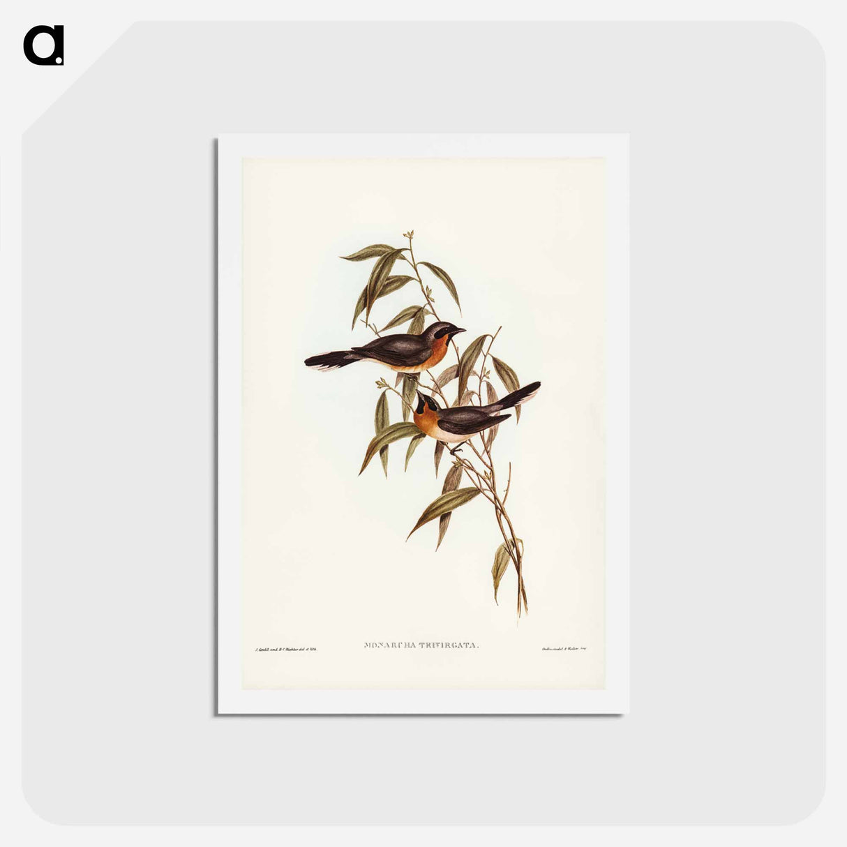 アートポストカード-Black-fronted Flycatcher
 - ジョン グールド Postcard.