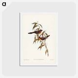 アートポストカード-Black-fronted Flycatcher
 - ジョン グールド Postcard.