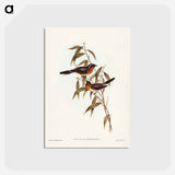 アートポストカード-Black-fronted Flycatcher
 - ジョン グールド Postcard.