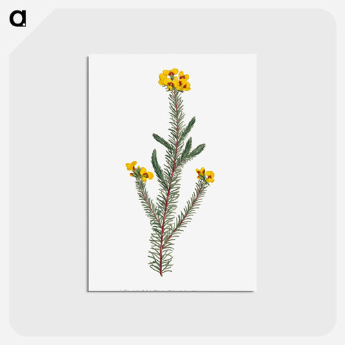 Erica Glauca
 - クリーブランド美術館 Postcard.