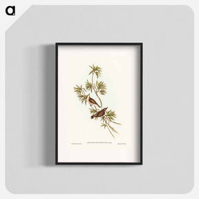 アートポスター-Great-billed Gerygone
 - ジョン グールド Poster.