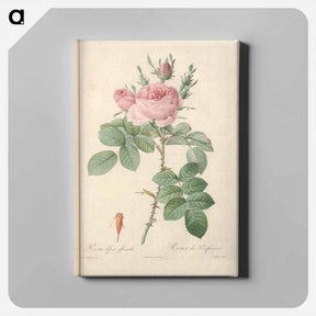 アートパネル-Rose illustration - ピエール ジョゼフ ルドゥーテ Canvas.