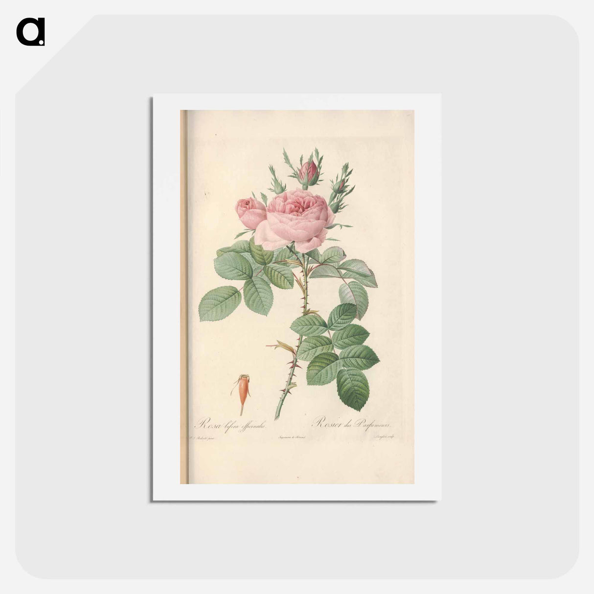 アートポストカード-Rose illustration - ピエール ジョゼフ ルドゥーテ Postcard.