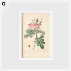 アートポストカード-Rose illustration - ピエール ジョゼフ ルドゥーテ Postcard.