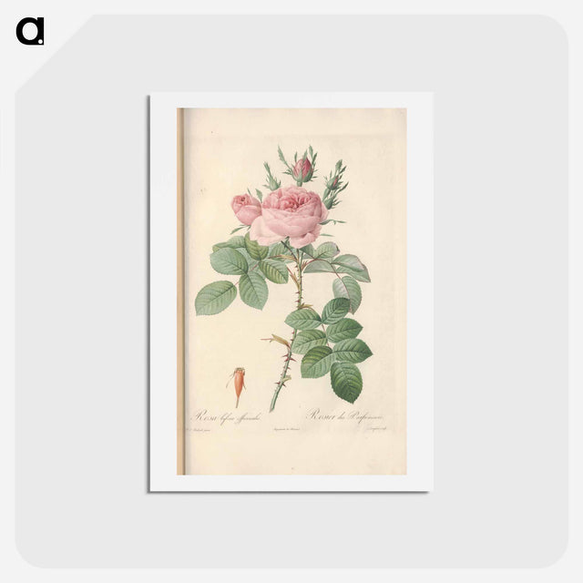 アートポストカード-Rose illustration - ピエール ジョゼフ ルドゥーテ Postcard.