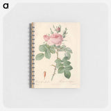 Rose illustration - ピエール ジョゼフ ルドゥーテ Memo.