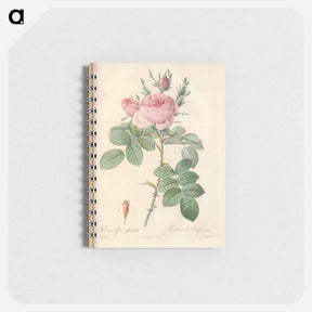 アートメモ帳-Rose illustration - ピエール ジョゼフ ルドゥーテ Memo.