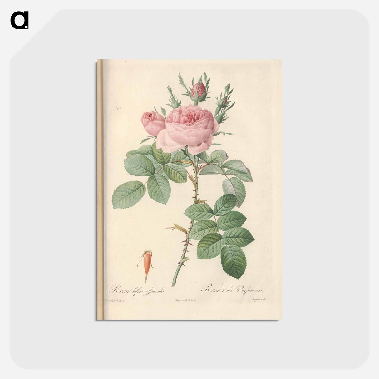 アートポストカード-Rose illustration - ピエール ジョゼフ ルドゥーテ Postcard.