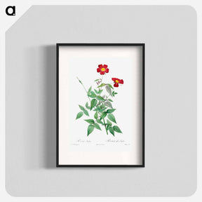 アートポスター-Rosa Indica
 - クリーブランド美術館 Poster.