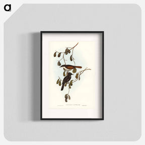 アートポスター-Grey-tailed Pachycephala
 - ジョン グールド Poster.