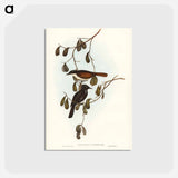 アートポストカード-Grey-tailed Pachycephala
 - ジョン グールド Postcard.