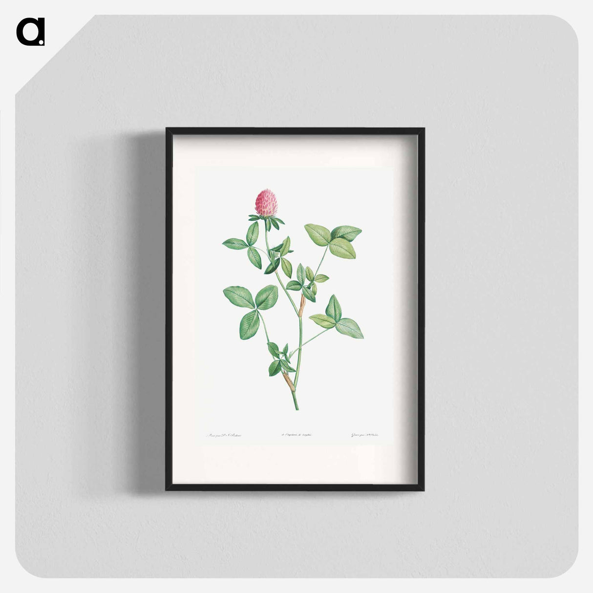 Clover flower - Pierre Joseph Redouté Poster.