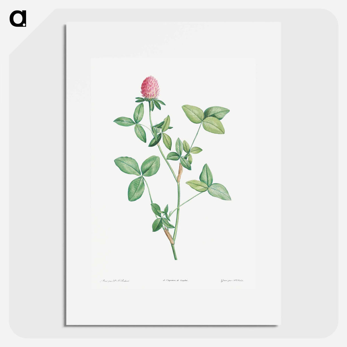 Clover flower - Pierre Joseph Redouté Poster.