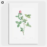 Clover flower - Pierre Joseph Redouté Poster.
