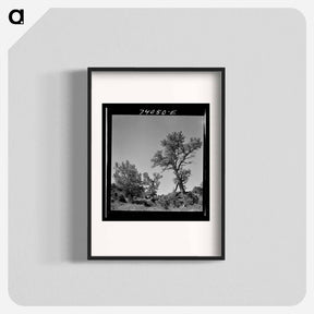 アートポスター-Craters of the Moon Trees
 - ラッセル リー Poster.