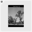 アートポストカード-Craters of the Moon Trees
 - ラッセル リー Postcard.