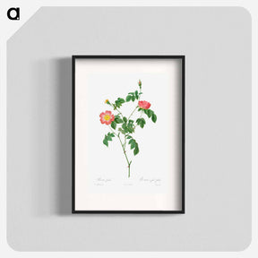 アートポスター-Rosa Indica
 - クリーブランド美術館 Poster.