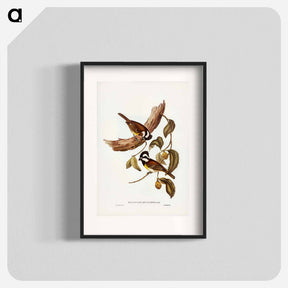 アートポスター-White-bellied Shrike-Tit
 - ジョン グールド Poster.