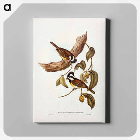 アートパネル-White-bellied Shrike-Tit
 - ジョン グールド Canvas.