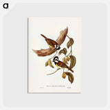 アートポストカード-White-bellied Shrike-Tit
 - ジョン グールド Postcard.