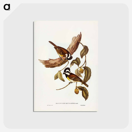 アートポストカード-White-bellied Shrike-Tit
 - ジョン グールド Postcard.