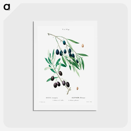 アートポストカード-Olive - ピエール ジョゼフ ルドゥーテ Postcard.