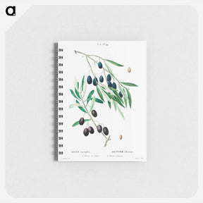 アートメモ帳-Olive - ピエール ジョゼフ ルドゥーテ Memo.
