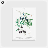 アートポストカード-Olive - ピエール ジョゼフ ルドゥーテ Postcard.