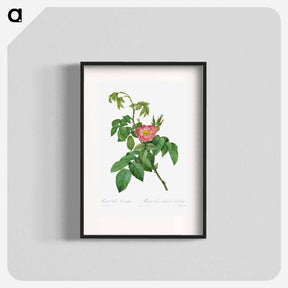 アートポスター-Rosa Villosa Terebenthina
 - クリーブランド美術館 Poster.