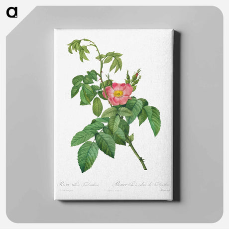 アートパネル-Rosa Villosa Terebenthina
 - クリーブランド美術館 Canvas.